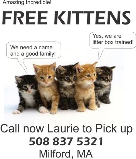 The cost of advertising your <b>pets</b> locally and through nationwide venues can strain your budget. . Free kittens in ma